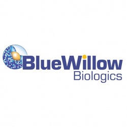 BlueWillow